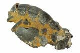 Fossil Mud Lobster (Thalassina) - Australia #95778-2